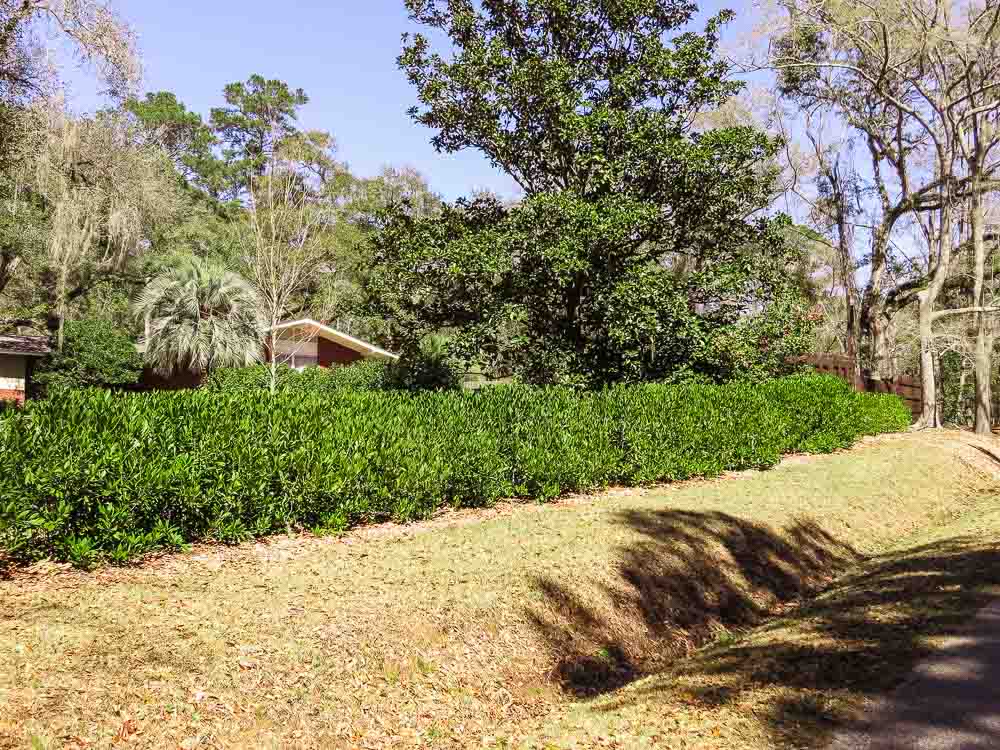 3 Gal. Ocala Anise - Dense Southern Privacy Hedge Plant Adapt To Sun and Shade