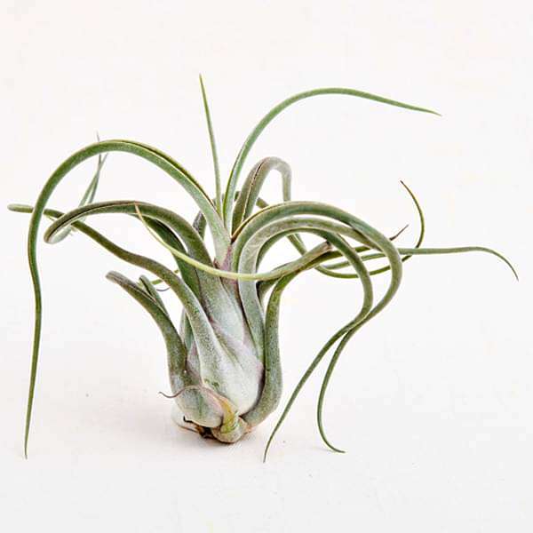 Air Plant, Tillandsia caput medusae (Medium) - Plant