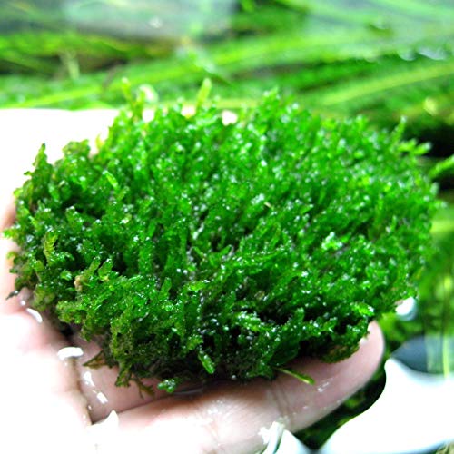 Flame Moss (Taxiphyllum 'Flame') Live Aquarium Plants BUY2 GET1 FREE