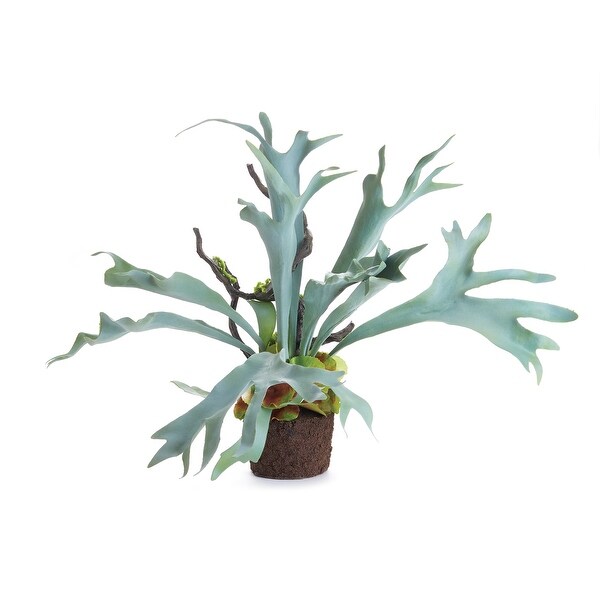 Staghorn Fern DropIn 22