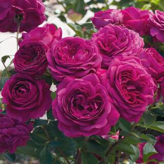 Spring Hill Nurseries Celestial Night Floribunda Rose Dormant Bare Root Plant with Purple Flowers (1-Pack) 86138