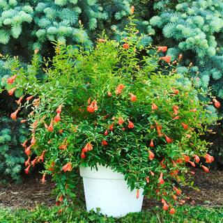 Gurney's Dwarf Pomegranate Starter Fruit Tree (1-Pack) 83896