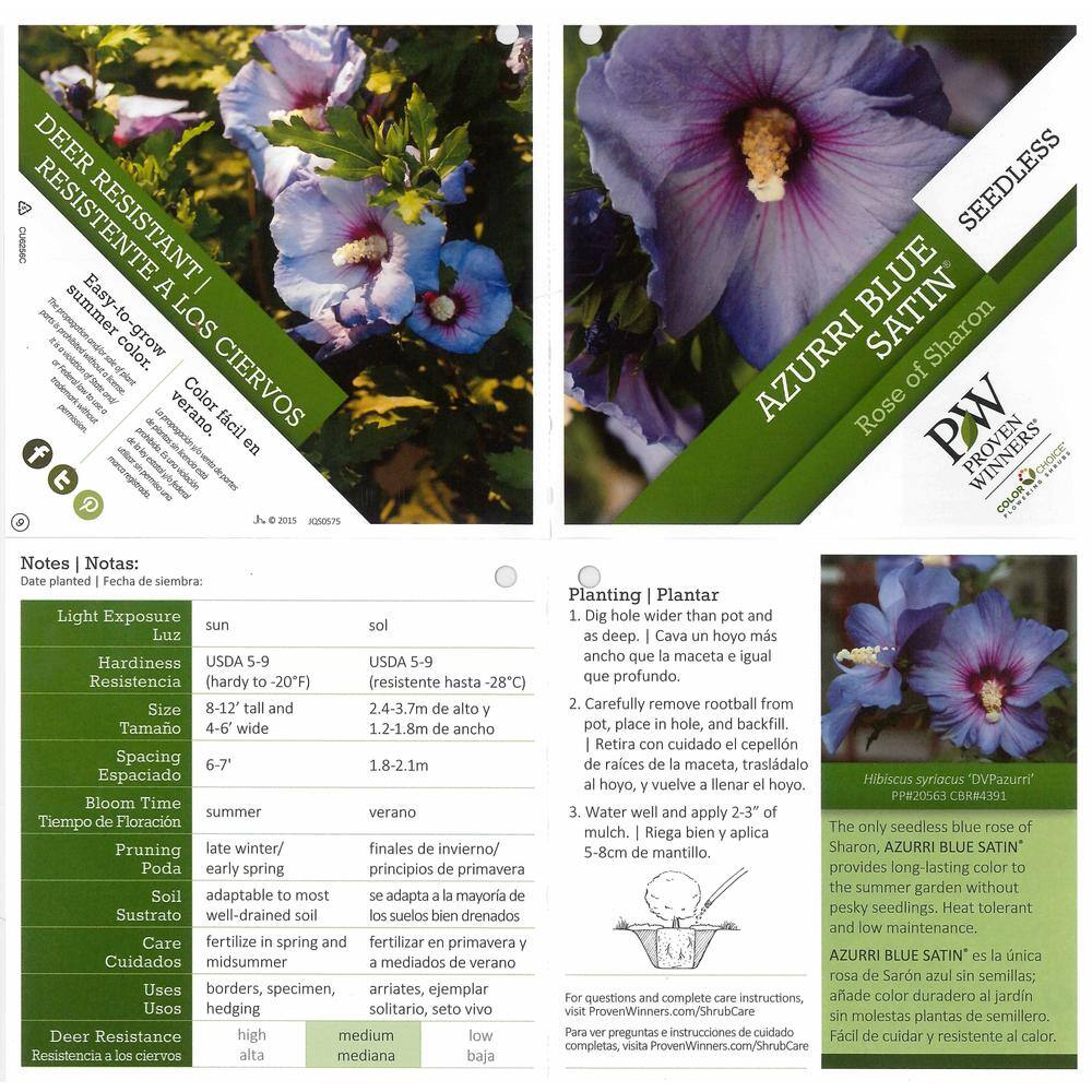 PROVEN WINNERS 1 Gal. Azurri Blue Satin Rose of Sharon (Hibiscus) Live Shrub Blue Flowers HIBPRC1046101