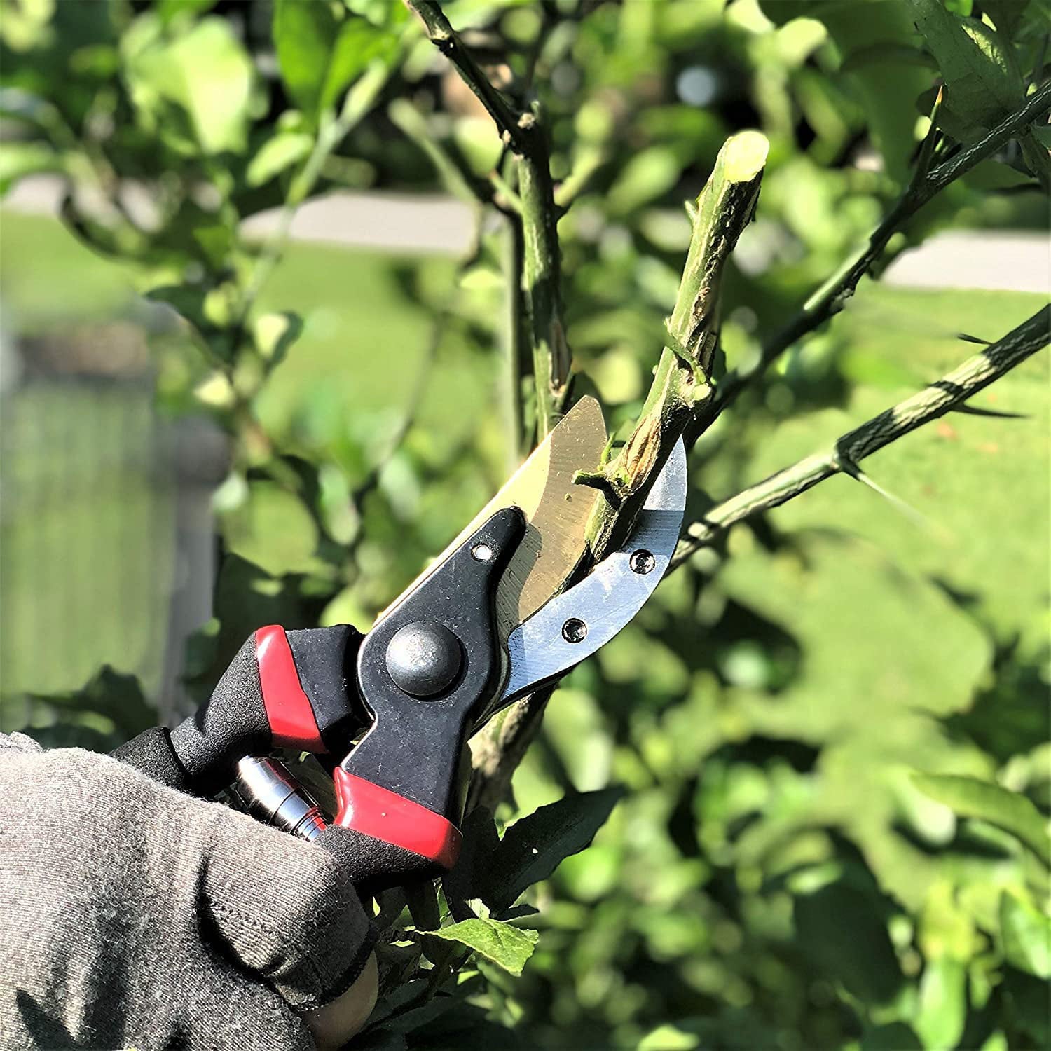 8" Heavy Duty Bypass Pruning Shears with Soft Grip, Premium Garden Shears, Flower Stem Cutter, Gardening Tool for Cutting Yard Tree and Rose, 1 Pack