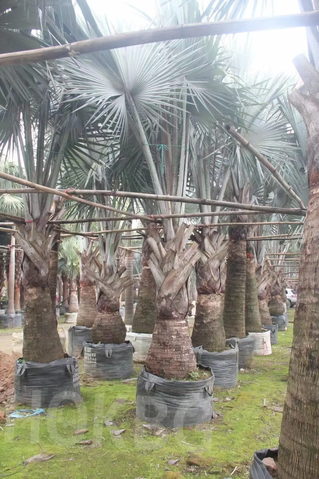 HOKBG Factory price High Quality 75 gallon Palm tree grow bags  for outdoor street decoration