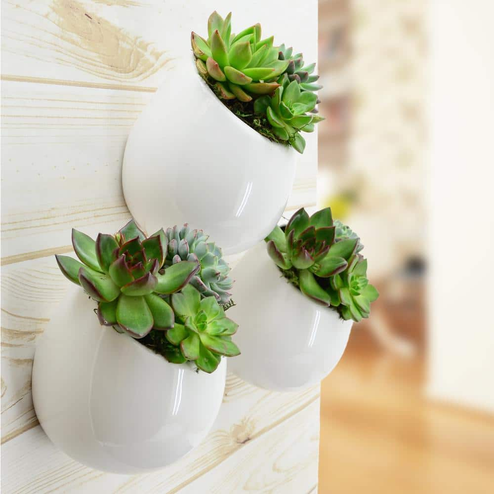 Arcadia Garden Products Round 3-1/2 in. x 4 in. Gloss White Ceramic Wall Planter (3-Piece) WP25