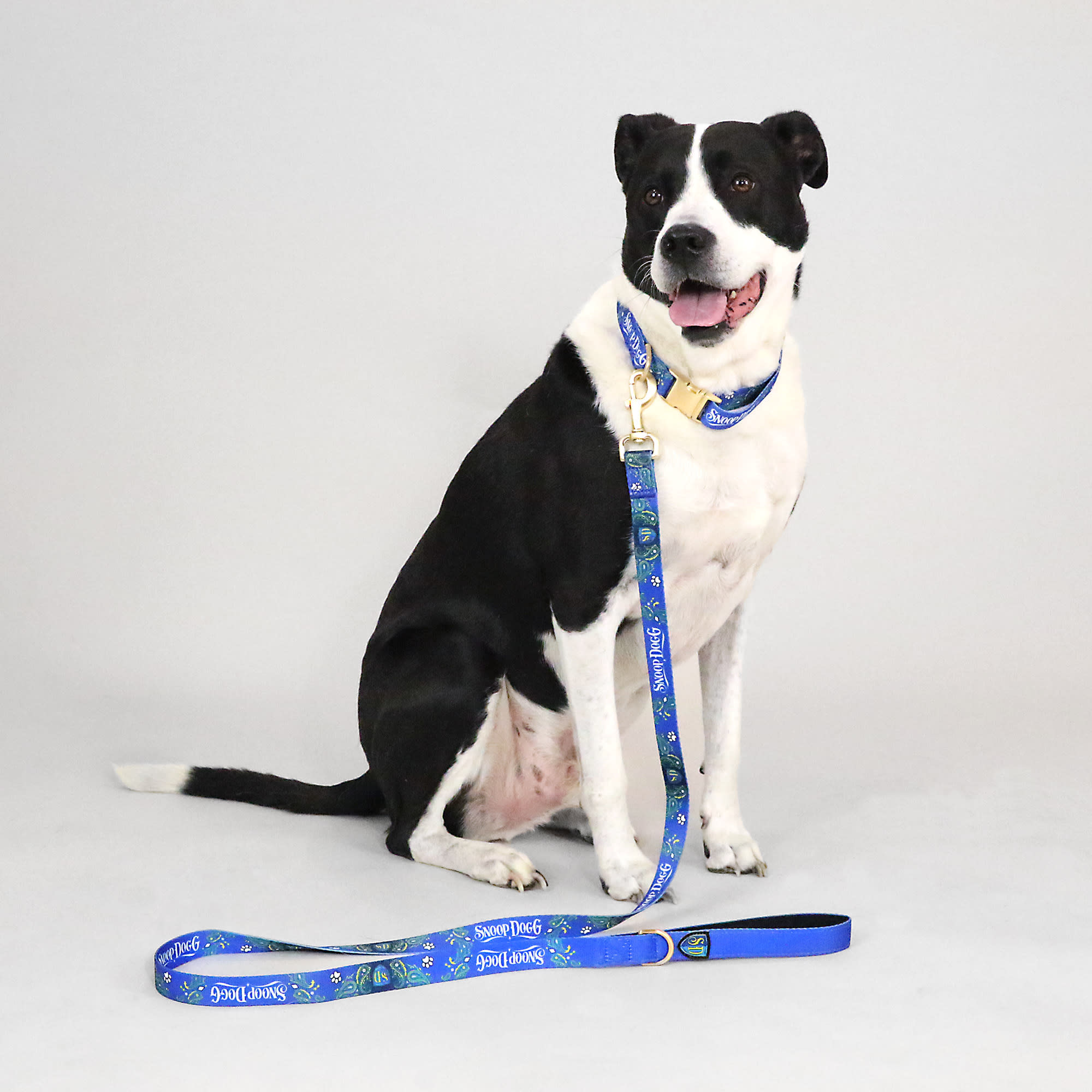 Snoop Doggie Doggs Blue Halftime Deluxe Pet Lead， Small， 5 ft.