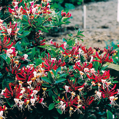 Serotina Belgica Honeysuckle Vine - Late Dutch - Lonicera - 2.5