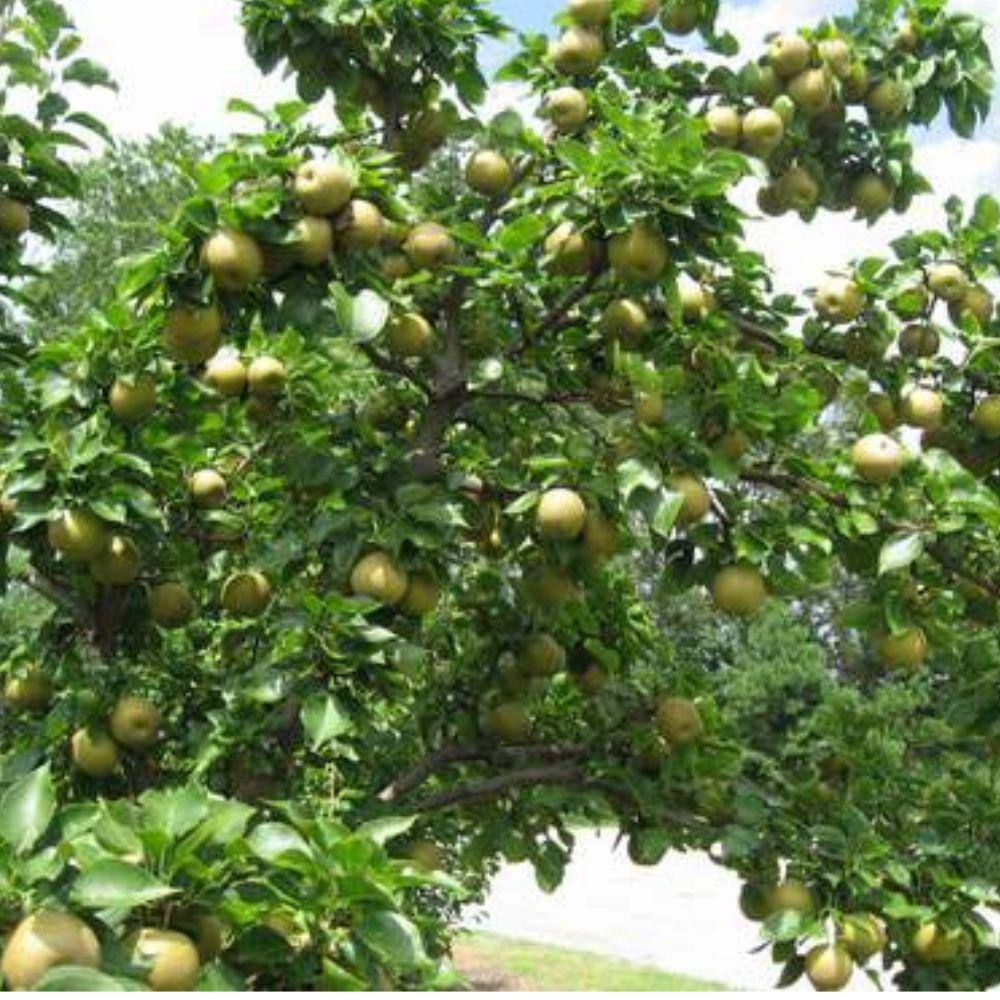 5 Gal. Korean Pear Tree PEAKOR05G