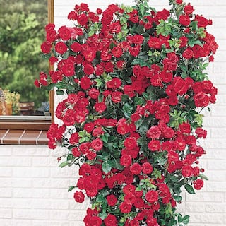 Spring Hill Nurseries Blaze Improved Climbing Rose Dormant Bare Root Plant with Red Color Flowers (1-Pack) 86223