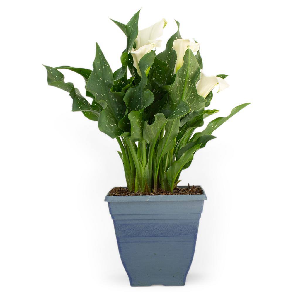 Pure Beauty Farms 3.20 qt. Calla Lily Plant in 7.5 in. Deco Pot BOPIS4533