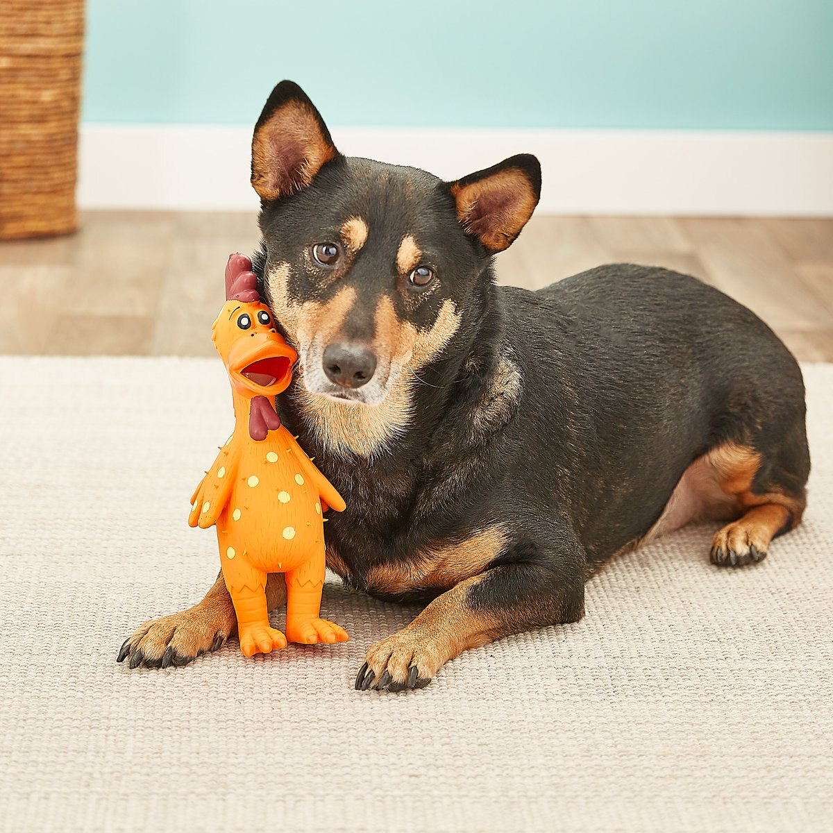 Multipet Latex Polka Dot Globken Chicken Squeaky Dog Toy， Color Varies