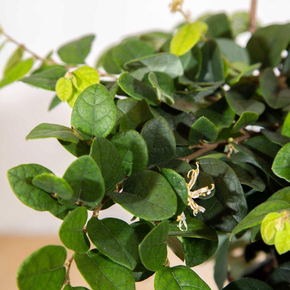 SOUTHERN LIVING 2.5 Qt. Emerald Snow Semi-Dwarf Loropetalum Evergreen Shrub with Green Foliage White Ribbon Blooms 4211Q