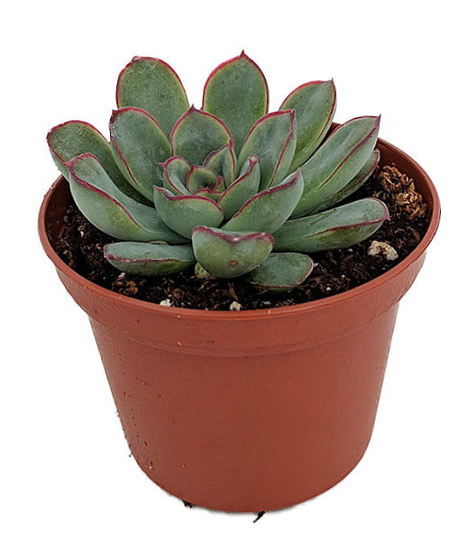 Red Tipped Desert Rose Succulent - Echeveria pulidonis - 2.5