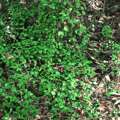 Classy Groundcovers - Euonymus fortunei 'Acutus' Euonymus fortunei radicans， Euonymus  japonicus acutus {50 Bare Root Plants}