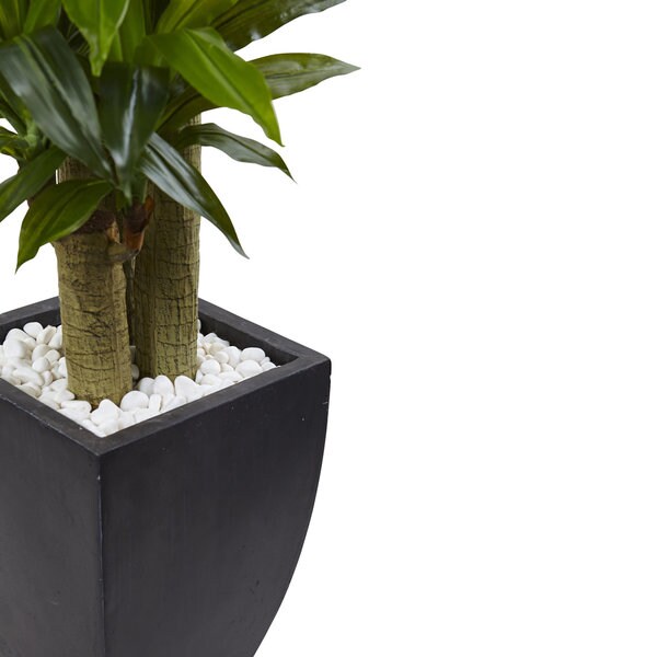 5.5foot Corn Stalk Dracaena With Black Planter