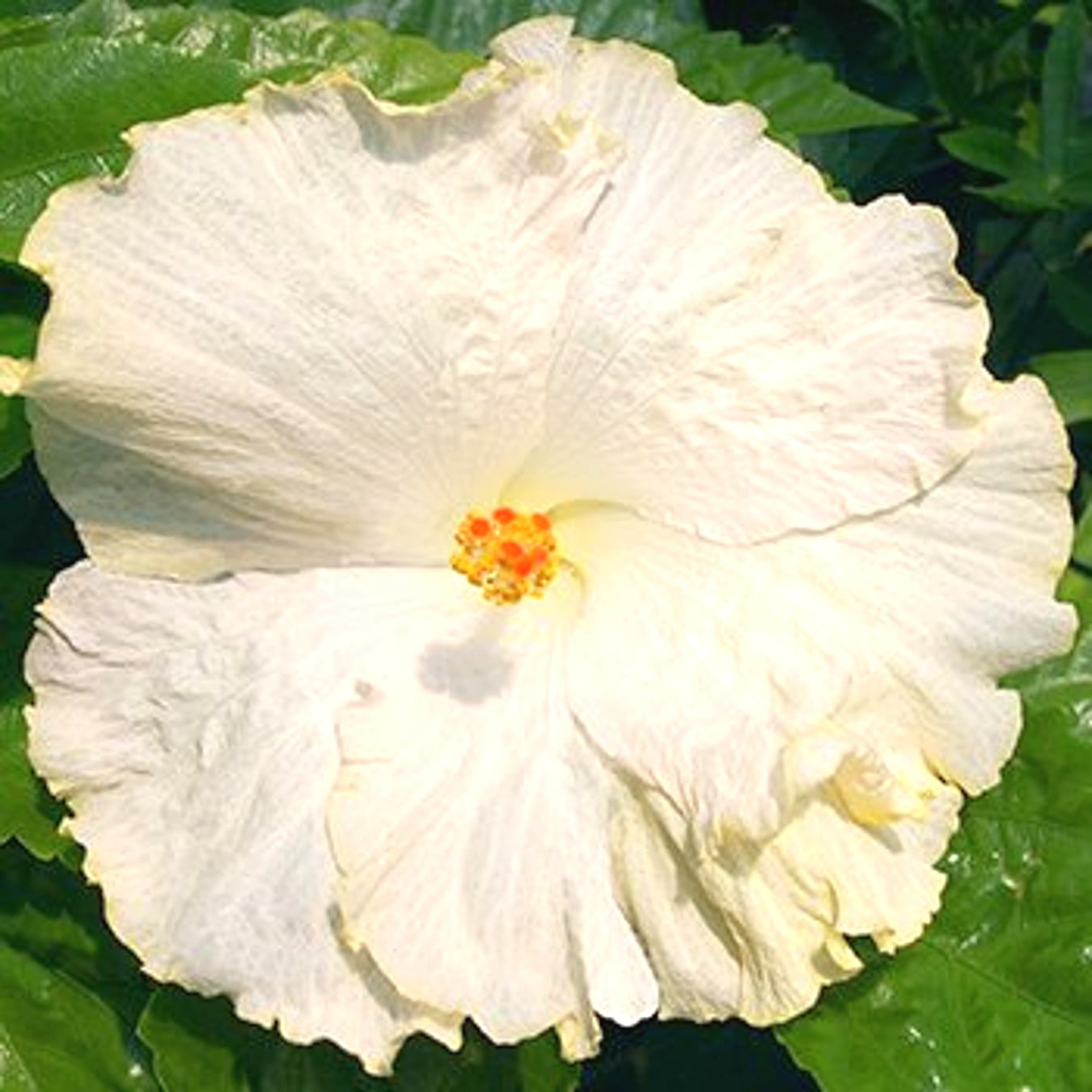 White Marble Rose of Sharon (Hibiscus) Flower Shrub， Blue Flowers Hardy Korean Rose of Sharon Starter 25+ seeds pack