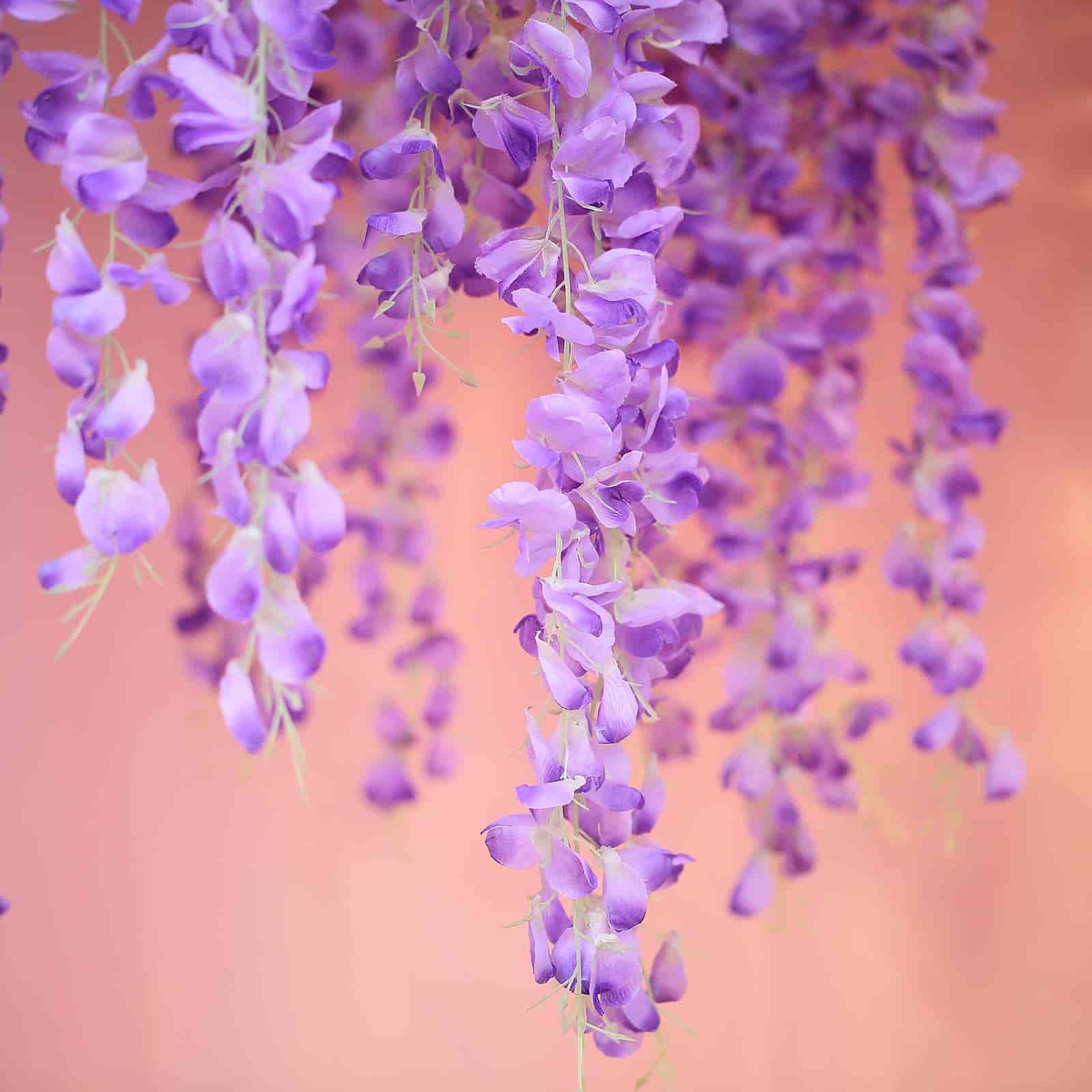 Lavender Lilac Artificial Silk Hanging Wisteria Flower Garland Vines - Elaborated 5 Full Strands in 1 Bush 42