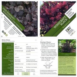 PROVEN WINNERS 1 Gal. Winecraft Black Smokebush (Cotinus) Live Shrub Rich Purple to Orange Foliage COTPRC1026101