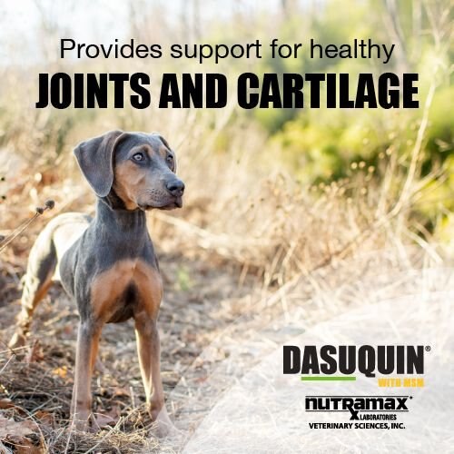 Nutramax Dasuquin Hip and Joint with MSM Chewable Tablets Joint Supplement for Small and Medium Dogs