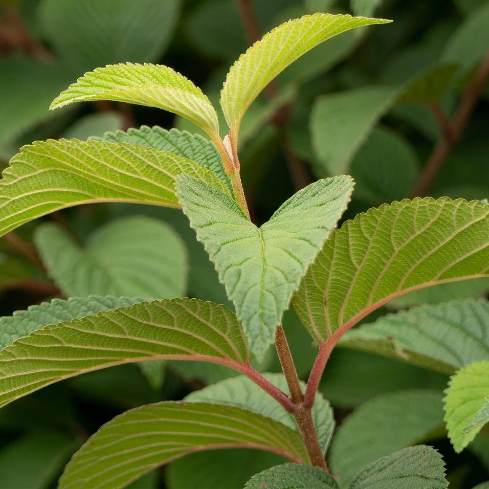 FIRST EDITIONS 2 Gal. Opening Day Doublefile Viburnum Live Shrub with Bright White Flowers 17542