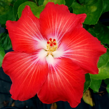 'Ketchup'  bright red-orange Rose of Sharon (Hibiscus) Flower Shrub， Blue Flowers Hardy Korean Rose of Sharon Starter 25+ seeds pack