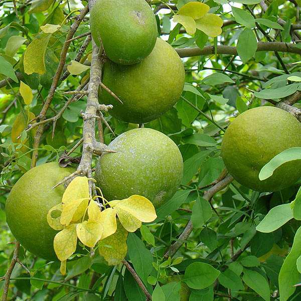 Aegle Marmelos, Bel Tree, Bilva Patra - 0.5 kg Seeds