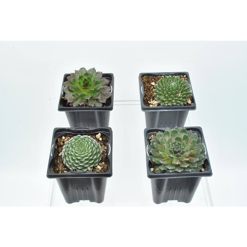 1.0 QT. Perennial Assorted Sempervivum Succulent (Hens and Chicks) (4-Pack) 1042