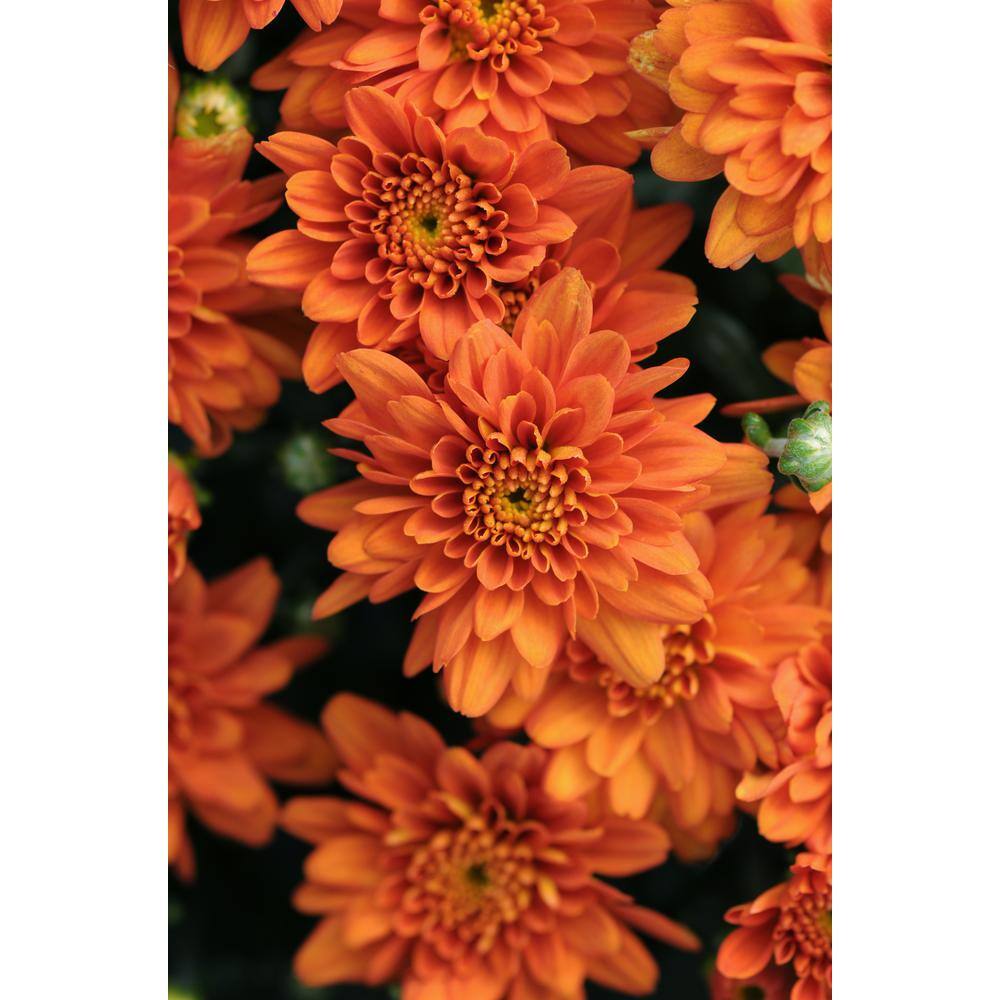 3 Qt. Chrysanthemum (Mum) Plant with Orange Flowers in Whiskey Barrel 6111