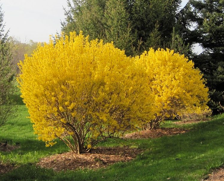 Lynwood Gold Forsythia