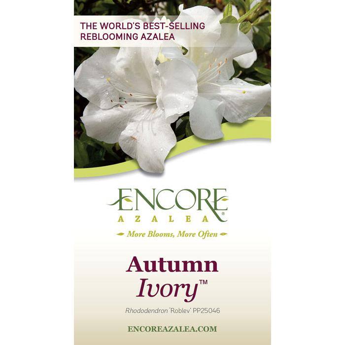 ENCORE AZALEA 3 Gal. Autumn Ivory Reblooming Dwarf Azalea Shrub with White Flowers 80433
