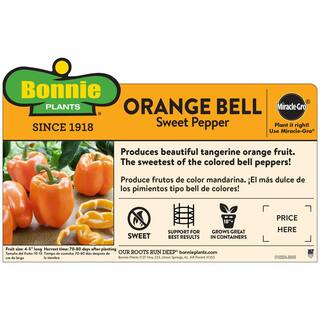 Bonnie Plants 19 oz. Orange Bell Pepper Plant 2105