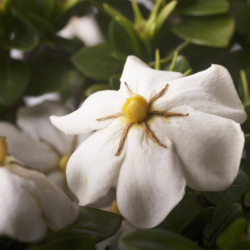 SOUTHERN LIVING 2 Gal. Scent Amazing Gardenia Shrub with White Flowers 14421