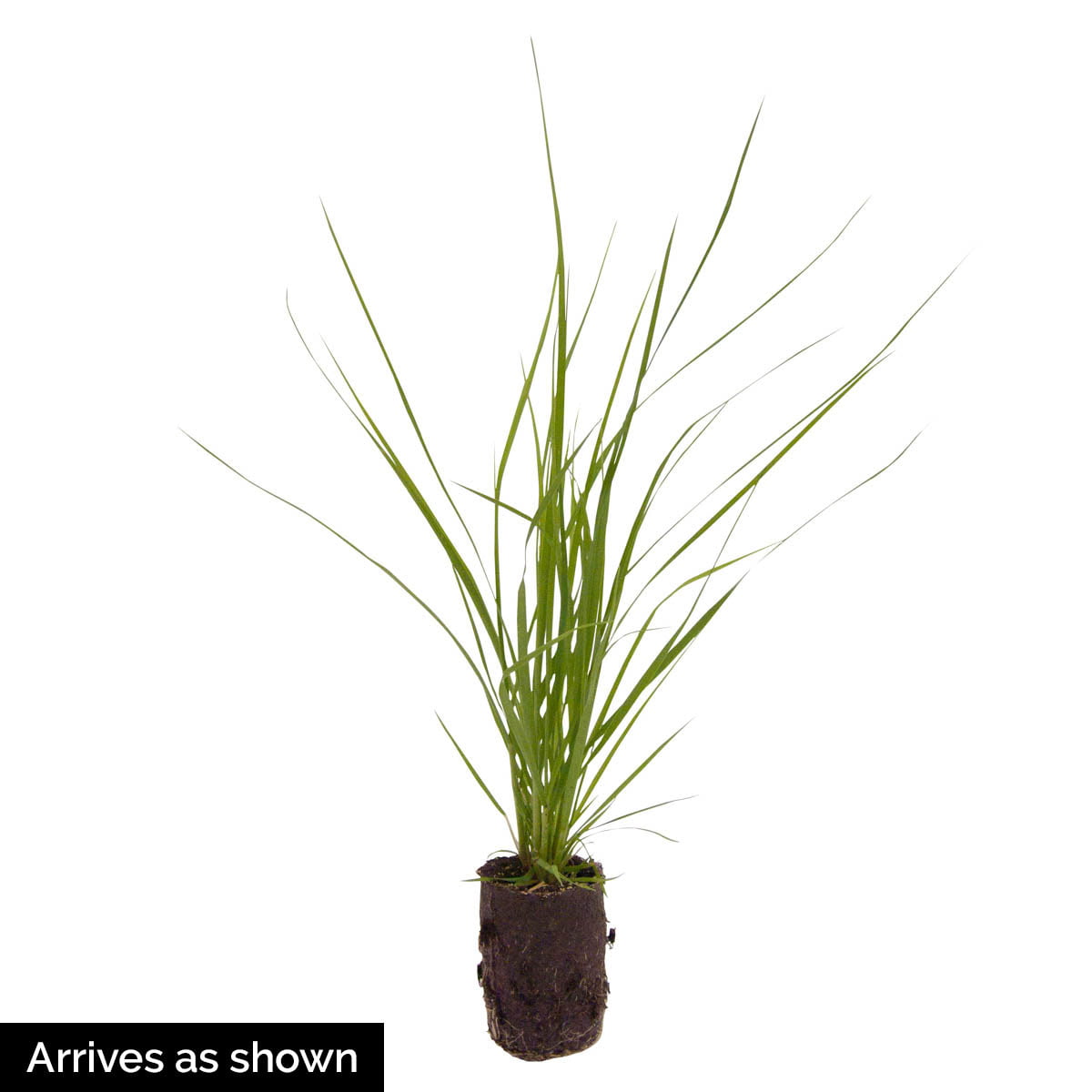 Pink Pampas Grass (Cortaderia)， Bare Root Starter Perenial Grass (1-Pack)