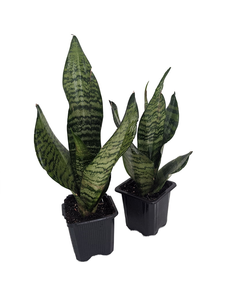 Zeylanica Snake Plant， Mother-In-Law's Tongue - Sanseveria - 2 Plants - 3