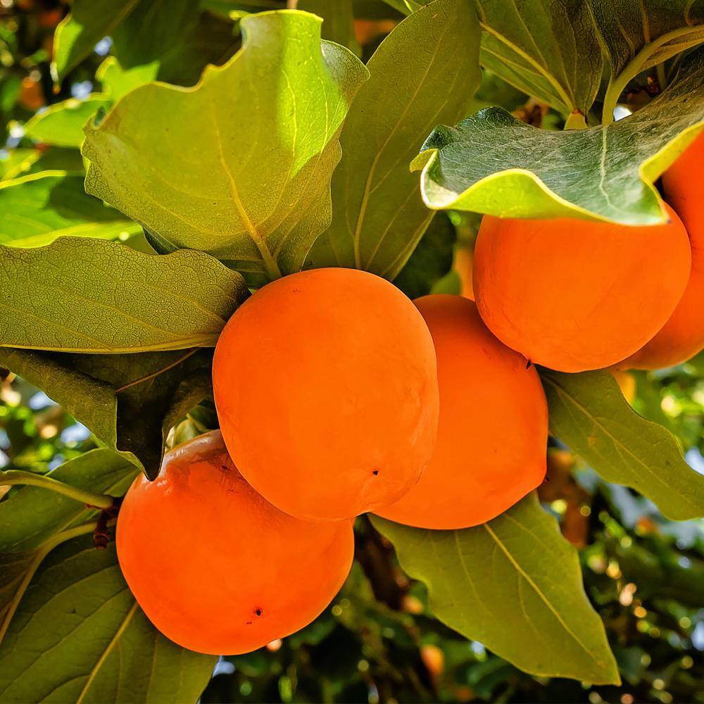 5 Gal. Fuyu Jiro Persimmon Tree PERJIR05G