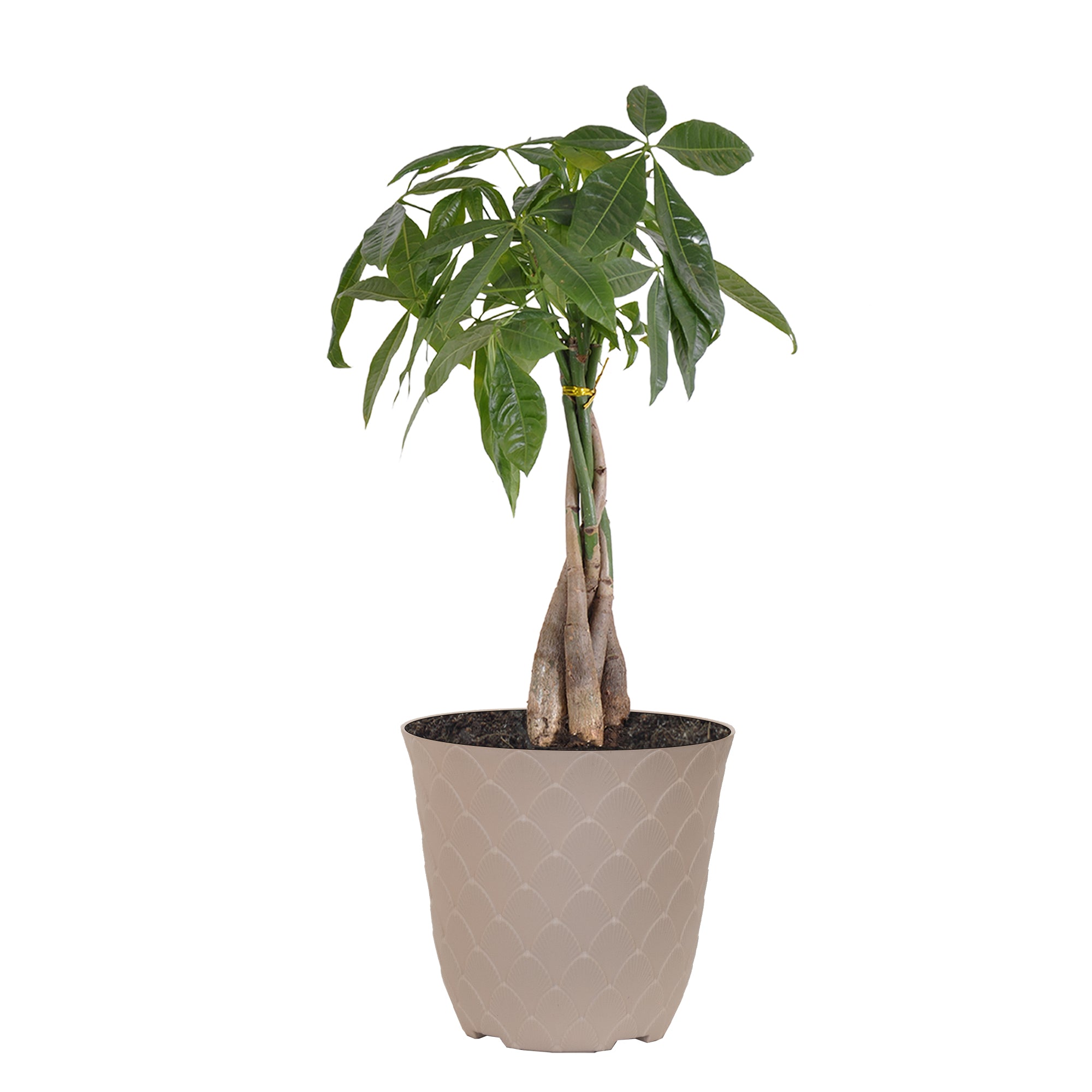 United Nursery Live Money Tree Houseplant 12-14in Tall in 6 inch Cream Bayside Decor Pot