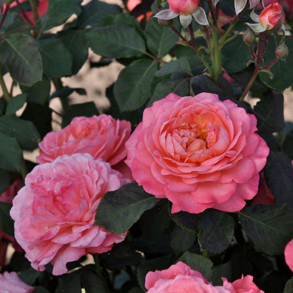 PROVEN WINNERS 1 gal. Reminiscent Coral Rose (Rosa) Live Plant Shrub Pink Flowers ROSPRC2206101