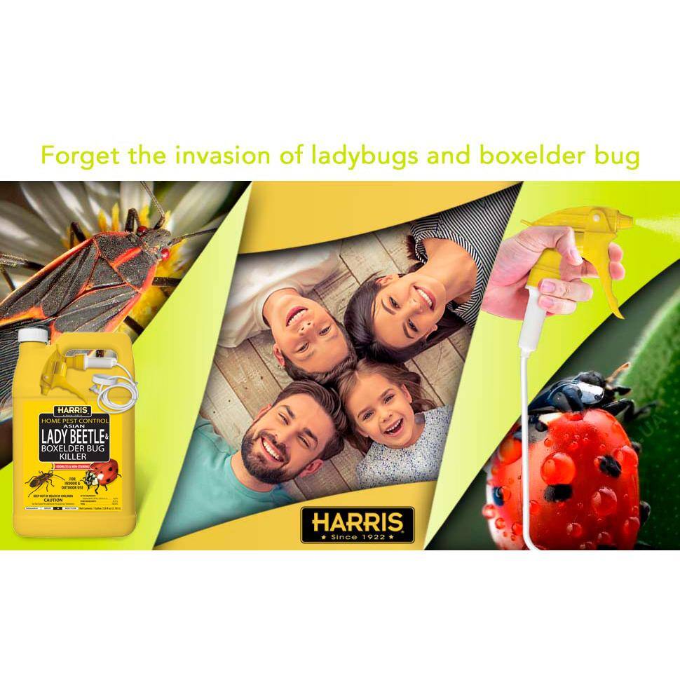 Harris 1 Gal. Asian Lady Beetle and Box-Elder Bug Killer HBXA-128