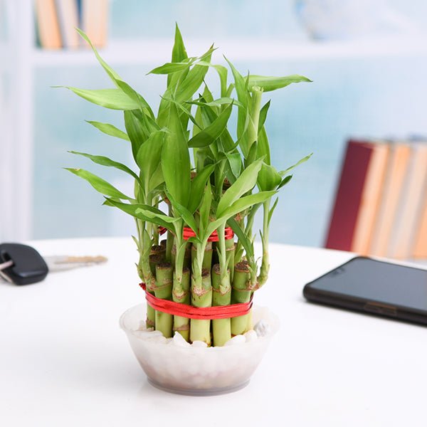 2 Layer Lucky Bamboo Plant in a Bowl with Pebbles