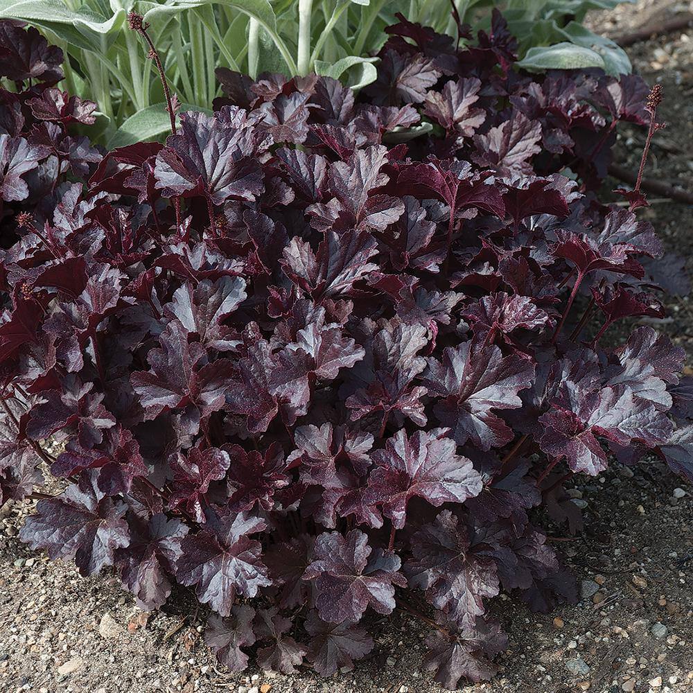 Vigoro 1.5 PT Heuchera Coral Bell 'Carnival Black Olive' Perennial Plant 1005991731