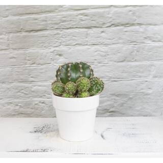 SMART PLANET 9 cm Cactus in White Glazed Clay Pot 0872540