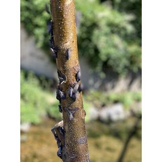 Spotted Lanternfly Trap WKNUY0BCIC