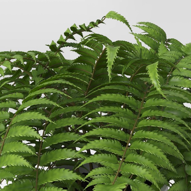 Boston Fern