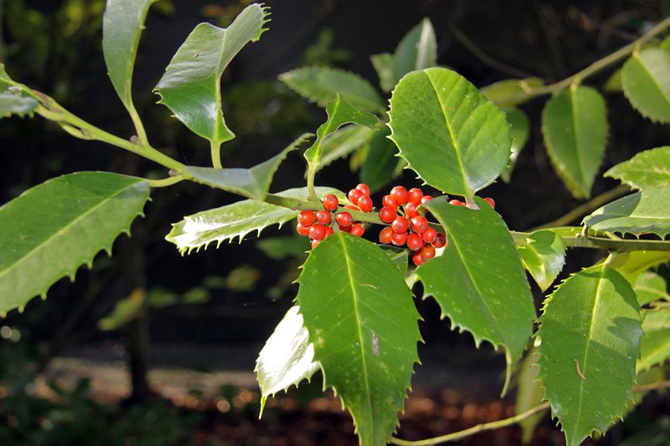 Luster Leaf Holly