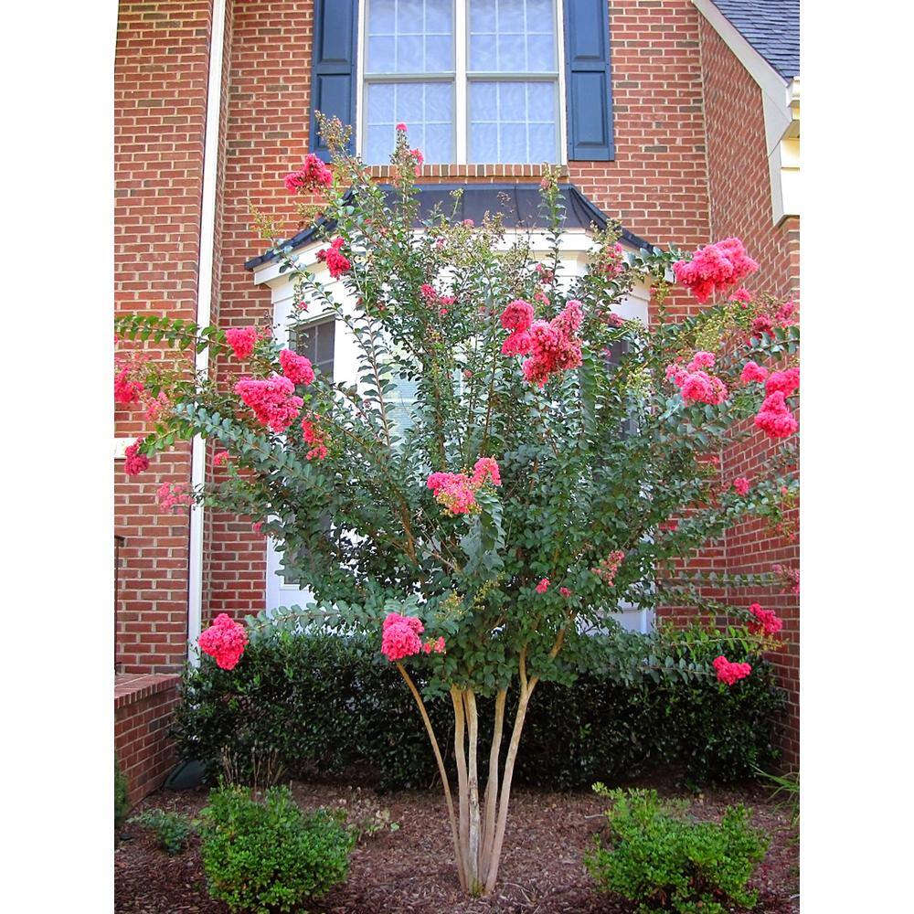 1 Gal. Tuscarora Dark Pink Crape Myrtle Tree CRMTUS01G