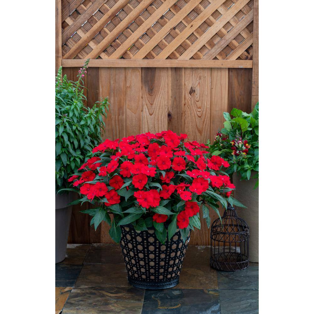 SunPatiens 6 in. Compact Deep Red SunPatiens Impatiens Outdoor Annual Live Plant with Red Flowers (4-Pack) VSNPAT6RED4PK