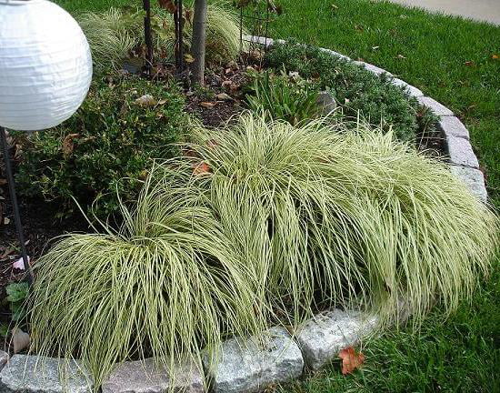 Classy Groundcovers - Carex oshimensis 'Evergold' C. hachijoensis 'Evergold'， C. morrowii 'Aurea-variegata'， C. morrowii 'Aureovariegata' {25 Pots - 3 1/2 inch Square}