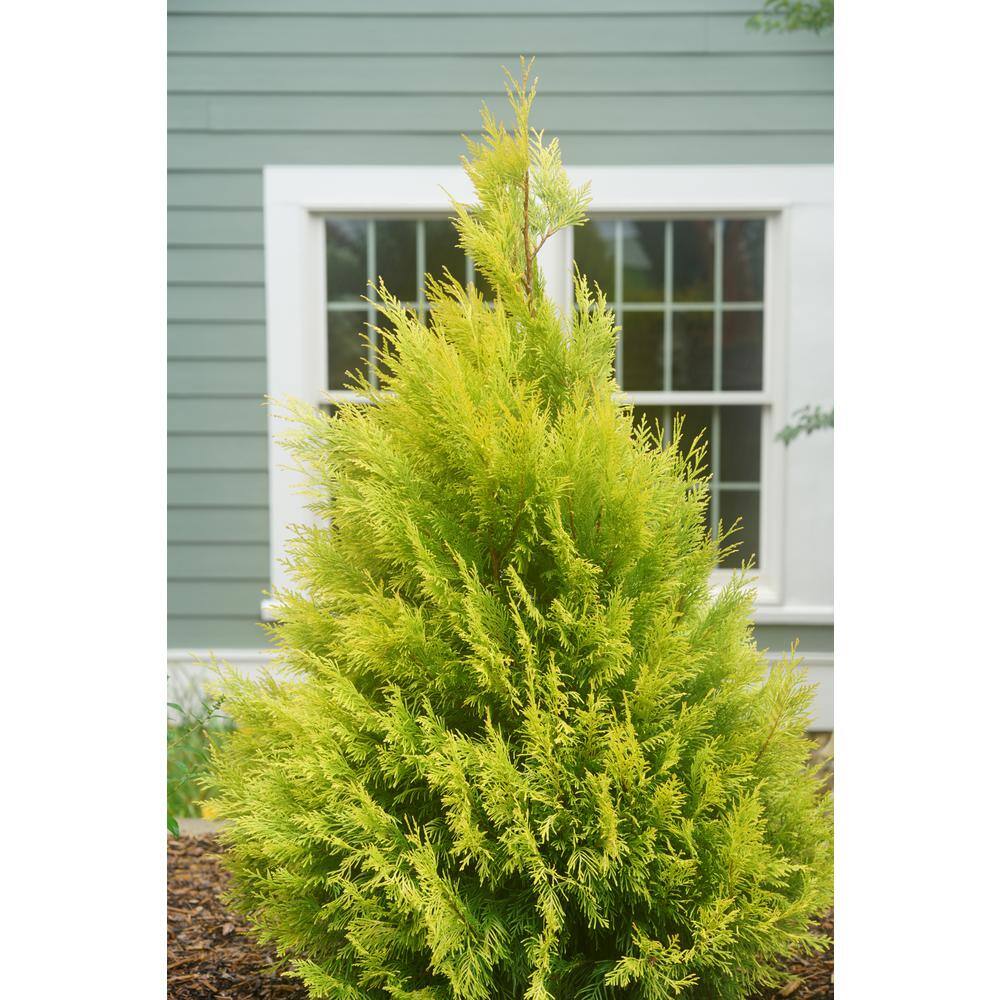 PROVEN WINNERS 1 Gal. Fluffy Western Arborvitae (Thuja) Live Evergreen Shrub THJPRC1066101