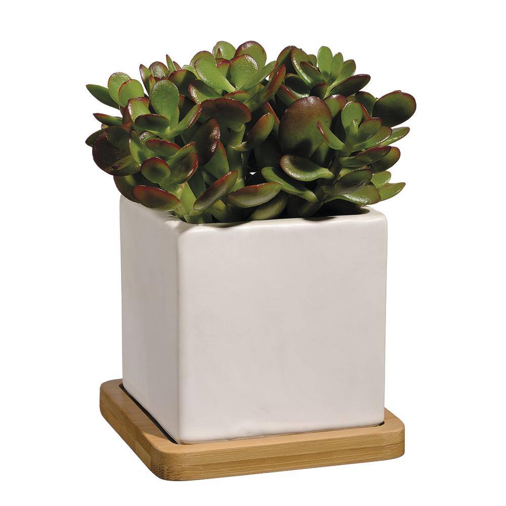 Nova 3.5 in. White Ceramic Square Planter with Tray HD1139-089